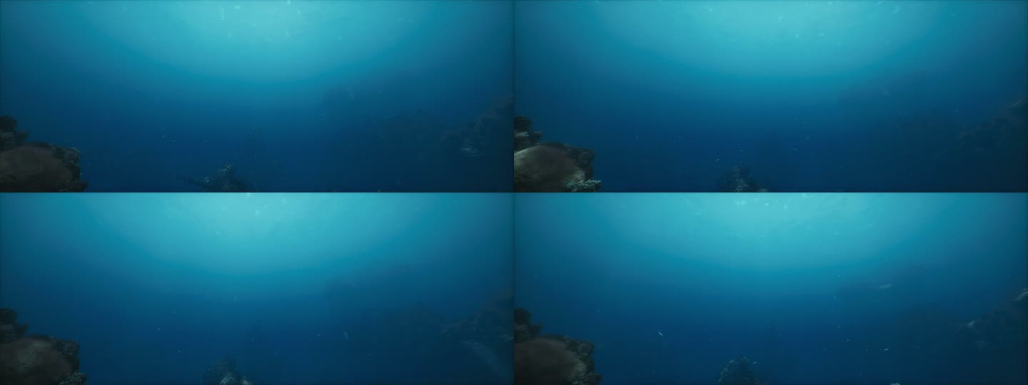唯美深海鱼群波光海底