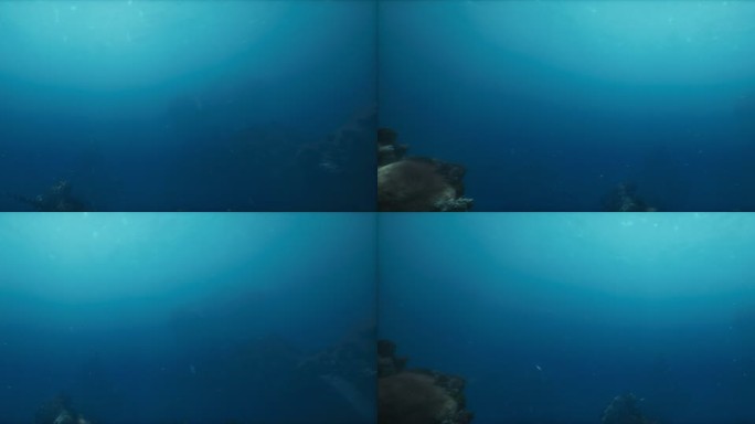 唯美深海鱼群波光海底