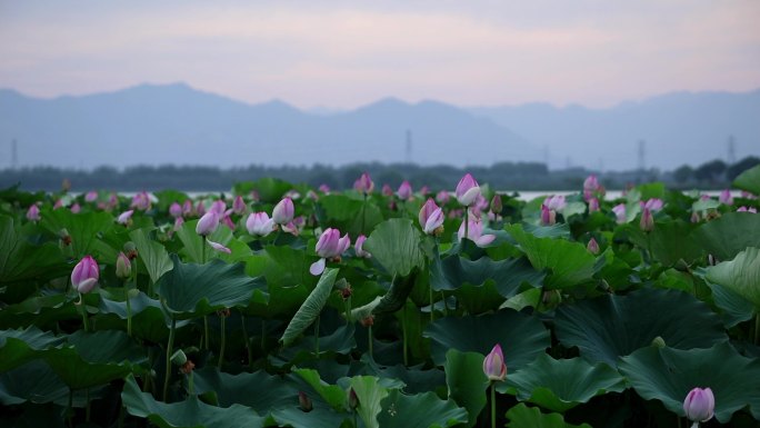 荷花大场景慢动作合集唯美画意片尾