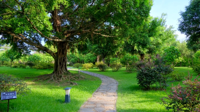 树林 森林 林间小路 丛林 草地 榕树