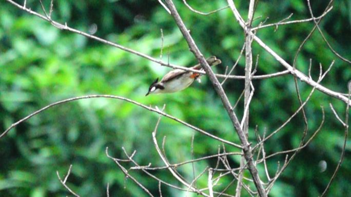 树林中 的小红屁股鸟 在密林 中 起飞9