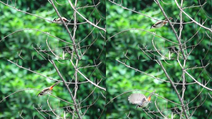 树林中 的小红屁股鸟 在密林 中 起飞9