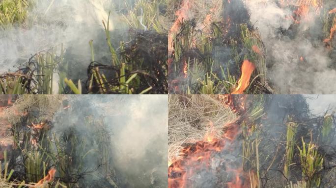 火烧浓烟田园乡村景象麦秆稻草稻香火炽烧火