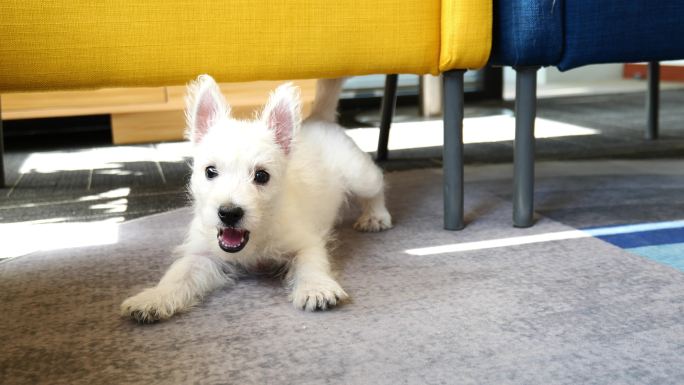 西高地幼犬