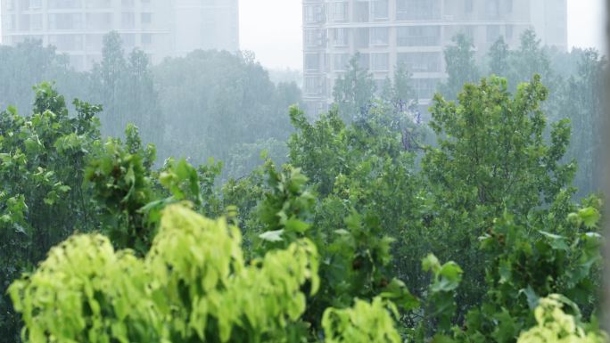 暴雨大树，雨水拍打树叶