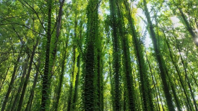 森林树林大自然路野仙踪童话世界童话森林