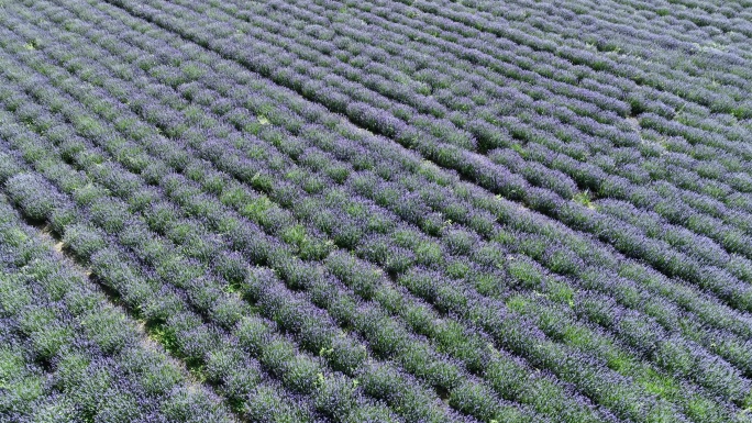 薰衣草花海