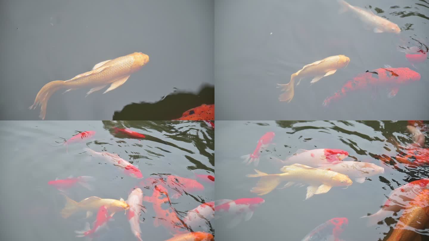 鱼儿锦鲤在水里游动