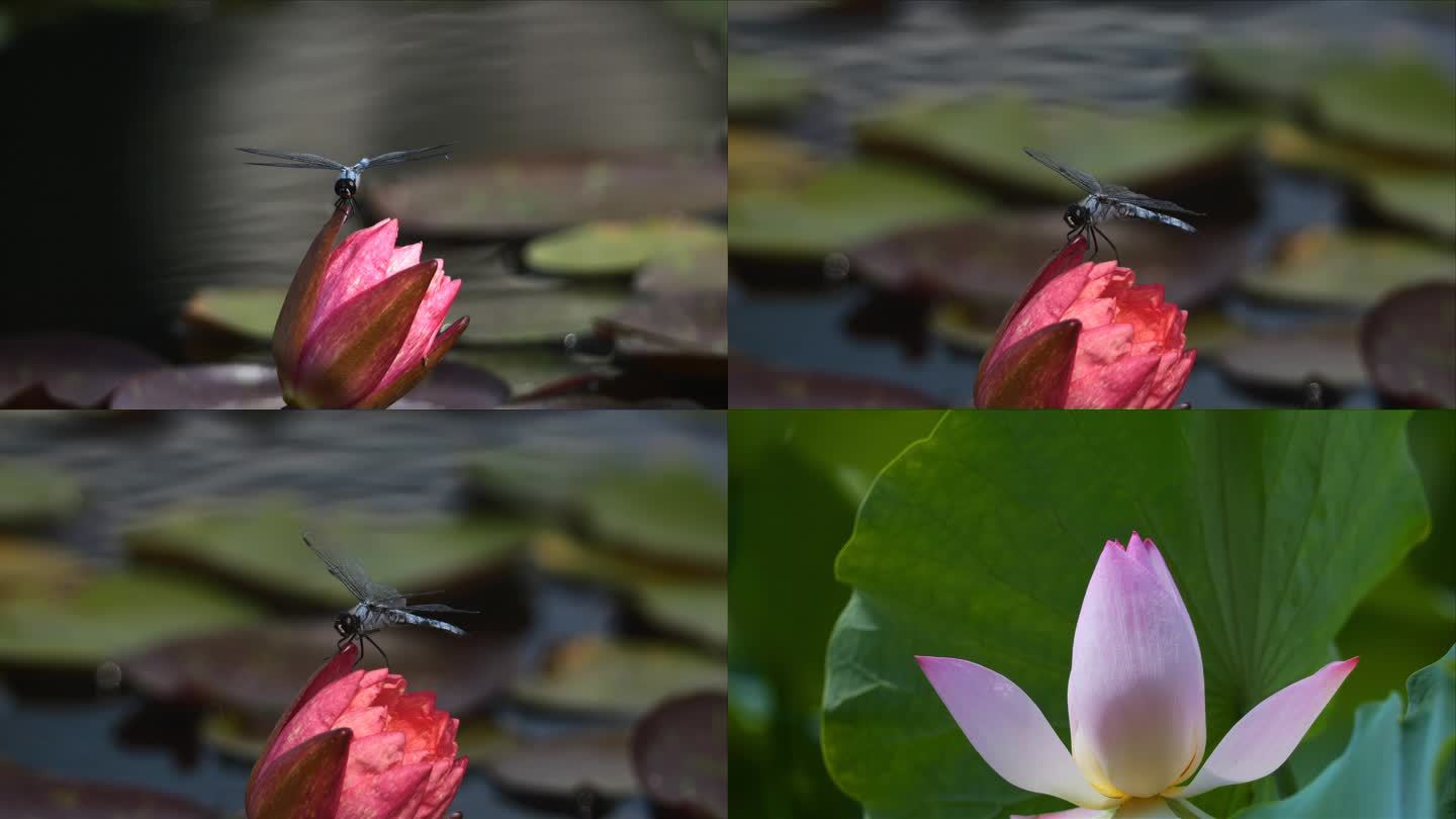 夏天的荷塘里  蜻蜓停歇在荷花上