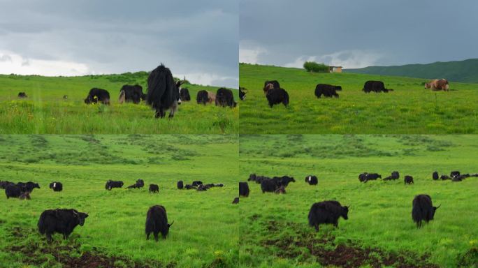 【4k】草原高原西藏牦牛