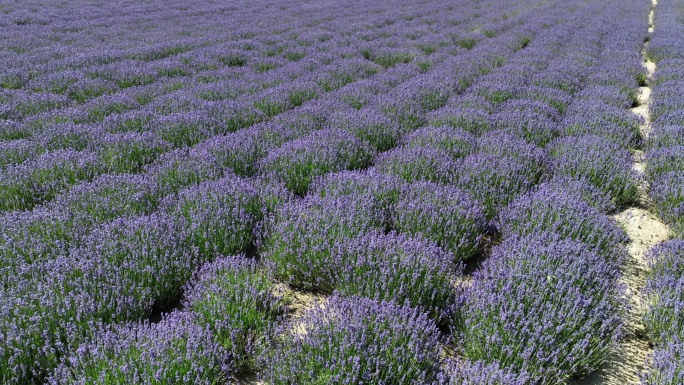 薰衣草花海