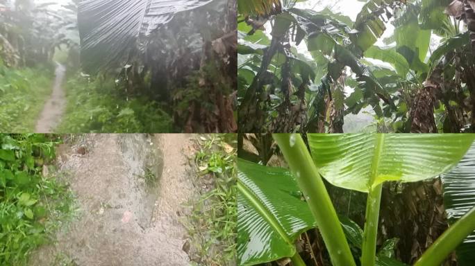 绿叶雨滴芭蕉叶雨天绿叶雨点滴下大雨中绿叶