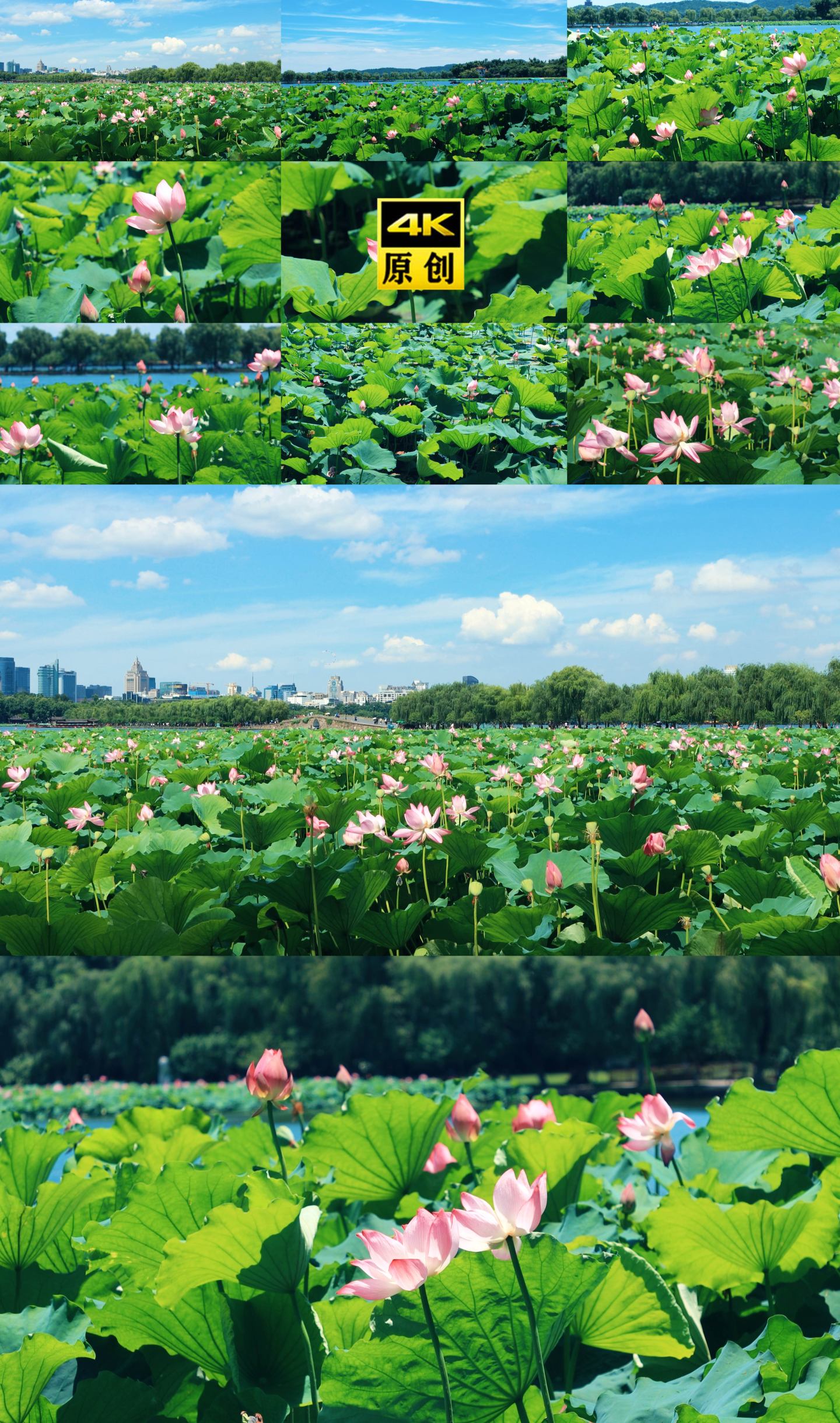 杭州 西湖 荷花 航拍荷花 旅游 度假