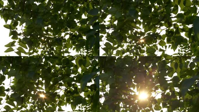 阳光逆光阳光穿透枝叶植物树木生态自然风景