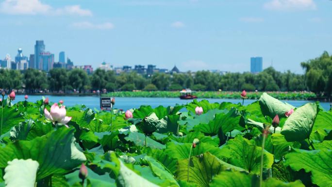 湖心桥 游船 游湖 延时荷花 西湖 荷花