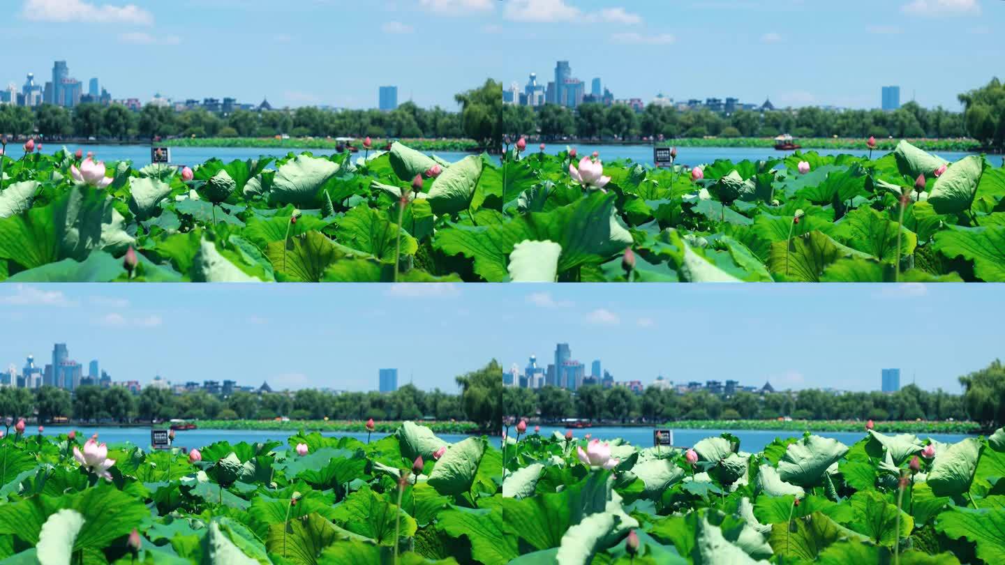 湖心桥 游船 游湖 延时荷花 西湖 荷花