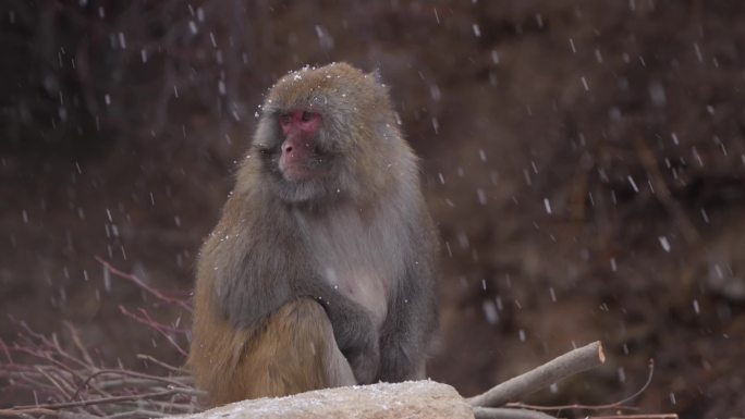 野生动物森林猴子野生猴子大自然动物下雪