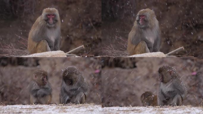 野生动物森林猴子野生猴子大自然动物下雪