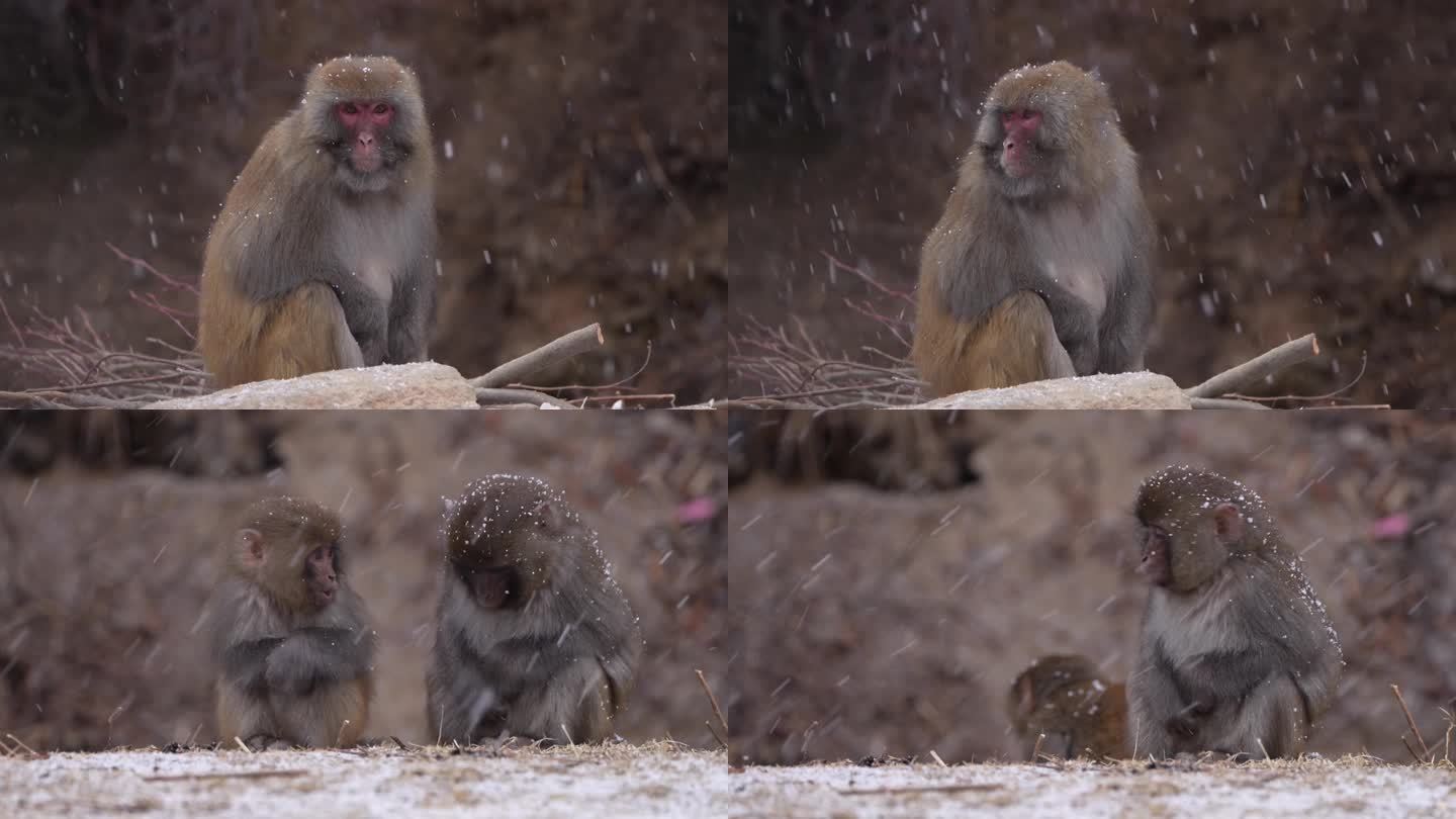 野生动物森林猴子野生猴子大自然动物下雪
