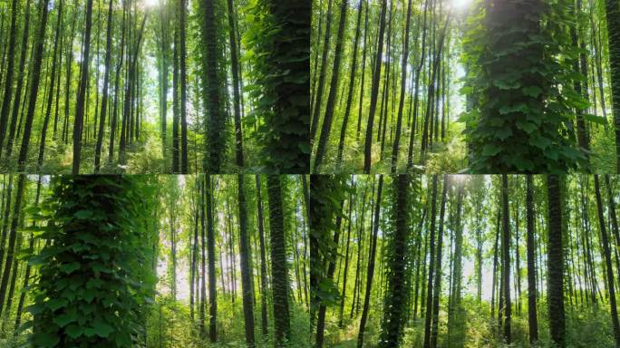 森林树林大自然路野仙踪童话世界童话森林