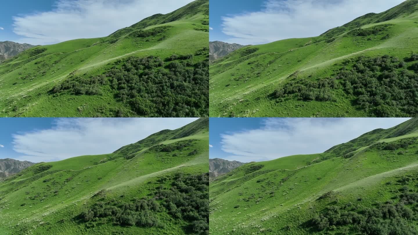 高山草甸