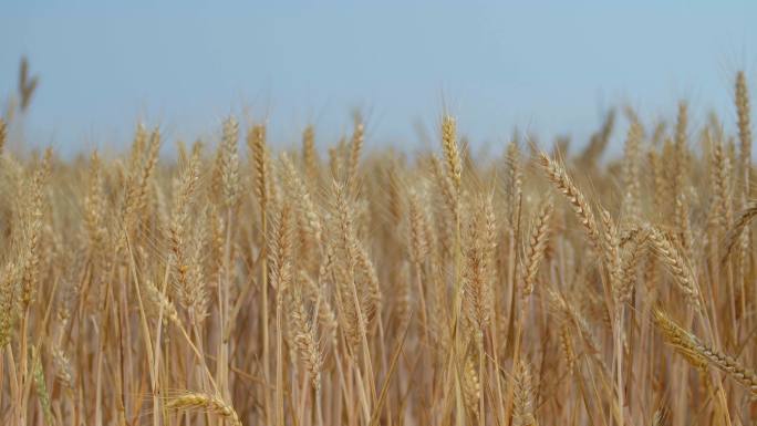 航拍小麦原粮丰收收割视频素材