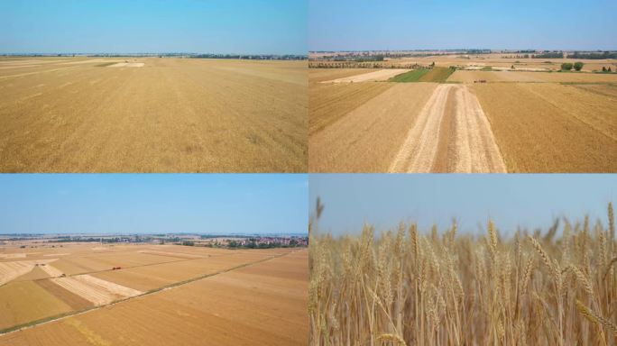 航拍小麦原粮丰收收割视频素材
