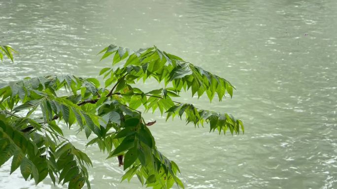 白天树枝河流