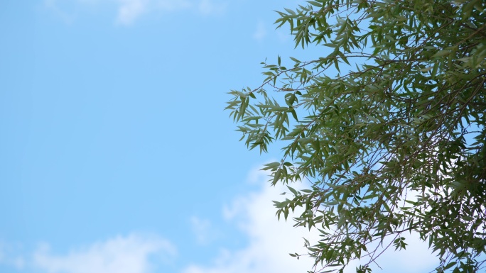 [8K]夏天的标题背景树叶与天空