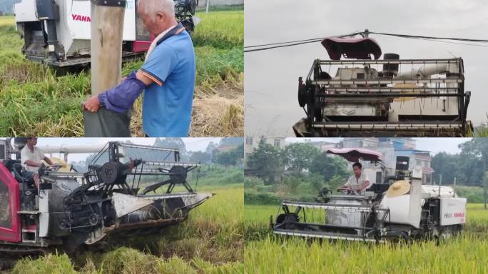 夏收割水稻农村机器稻谷稻田收割机收获稻谷