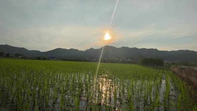 水稻农田