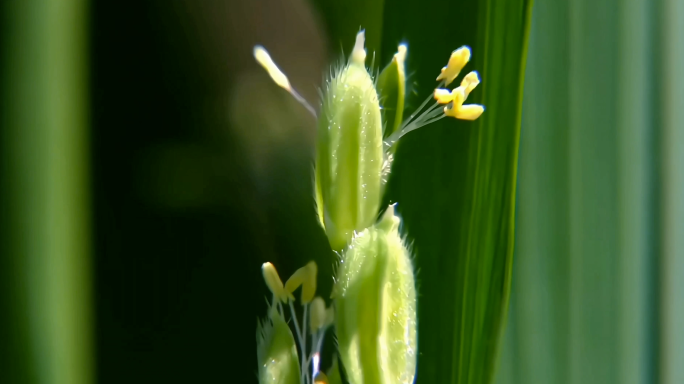 水稻发育过程延时大米农业稻生长