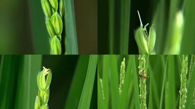 水稻发育过程延时大米农业稻生长