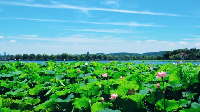 游船 游湖 延时荷花 西湖 荷花 旅游