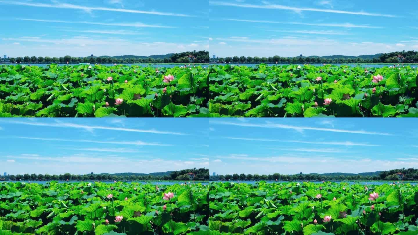 游船 游湖 延时荷花 西湖 荷花 旅游