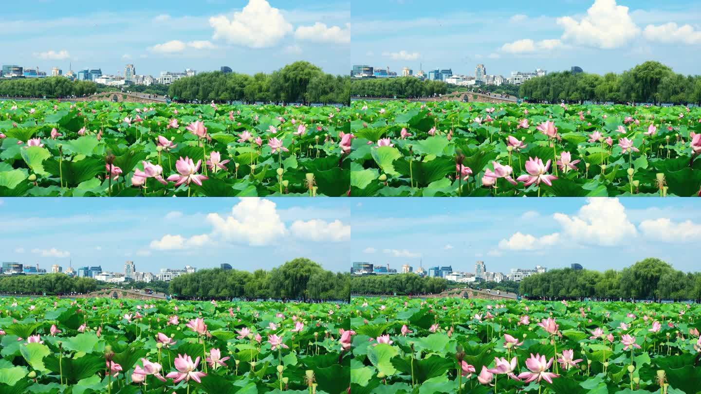 荷花园 旅游 度假 游玩 西湖 荷花