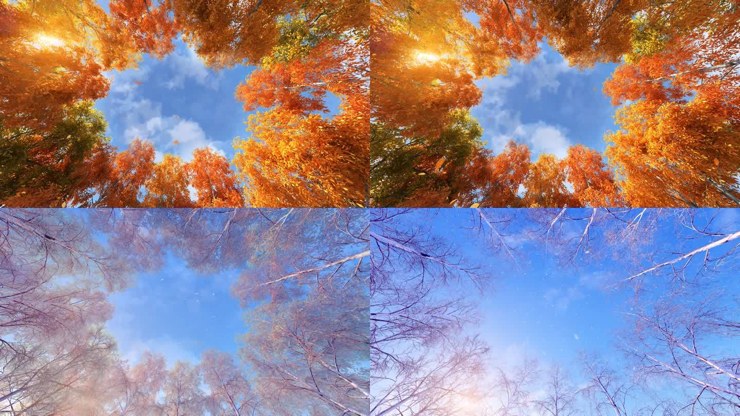 原创写实秋冬季节变换，时光流逝，动态树