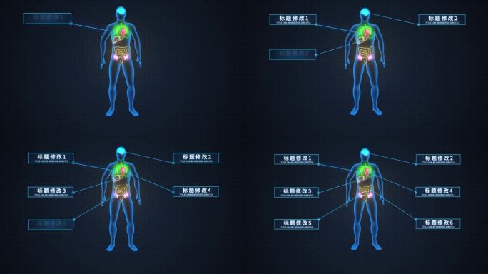无插件-人体器官注释信息分类AE模板