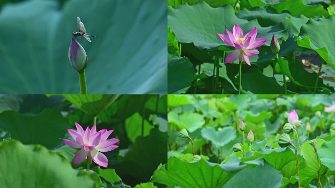 4K高清荷花特写蜻蜓莲花清新绿意背景