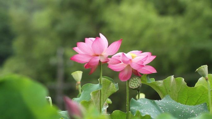 雨后荷花特写