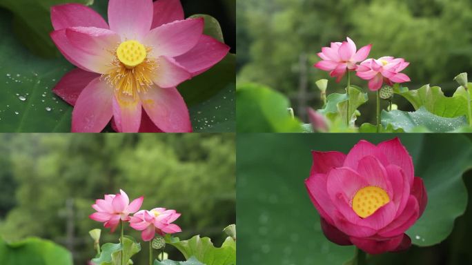 雨后荷花特写