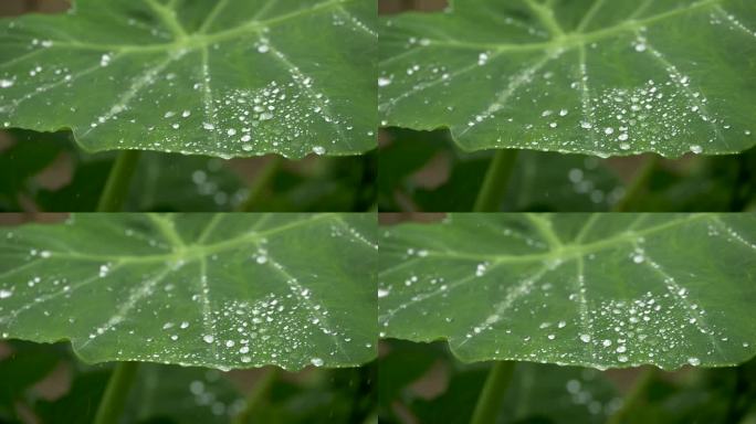 雨下雨天雨滴雨点视频