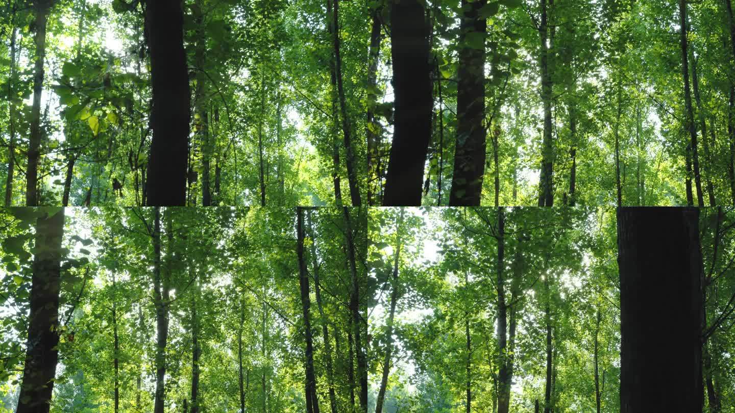 森林树林大自然阳光穿过树梢森林