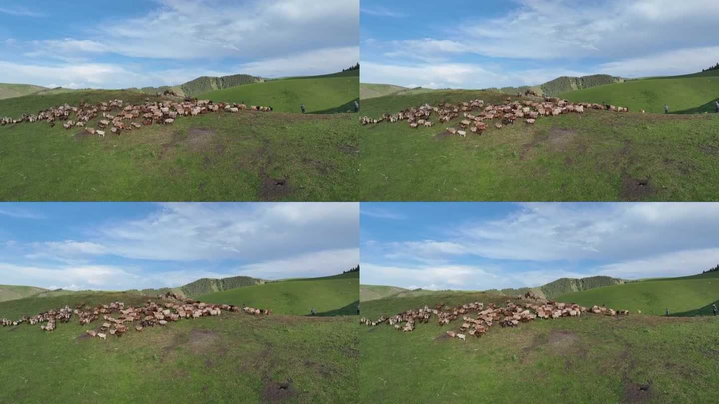 草原羊群航拍