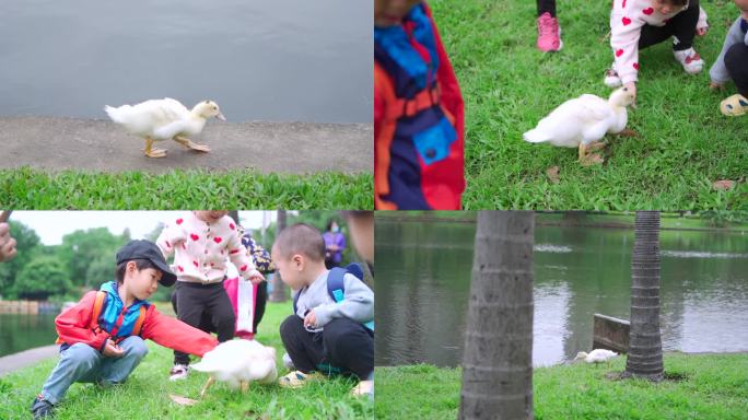 公园池塘的鸭子