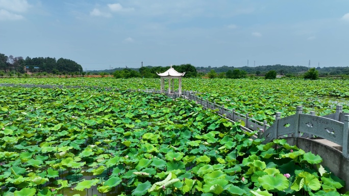 4K衡南县怡海新村荷花池荷花3