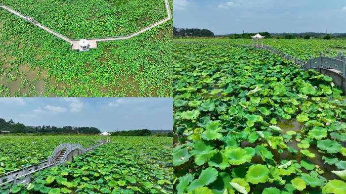 4K衡南县怡海新村荷花池荷花3