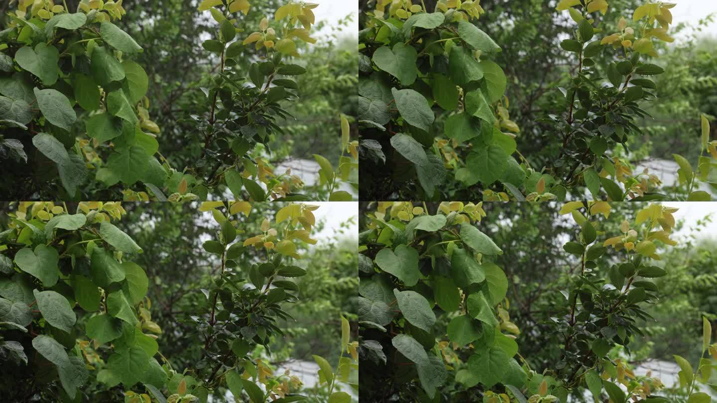 雷雨天的植物空镜