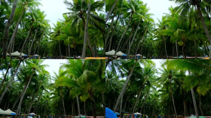 阴天 椰树 椰林 海边 椰子树