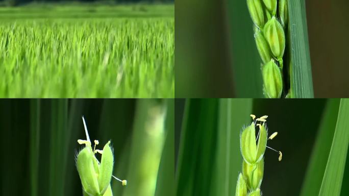 航拍水稻发育过程延时大米农业稻生长